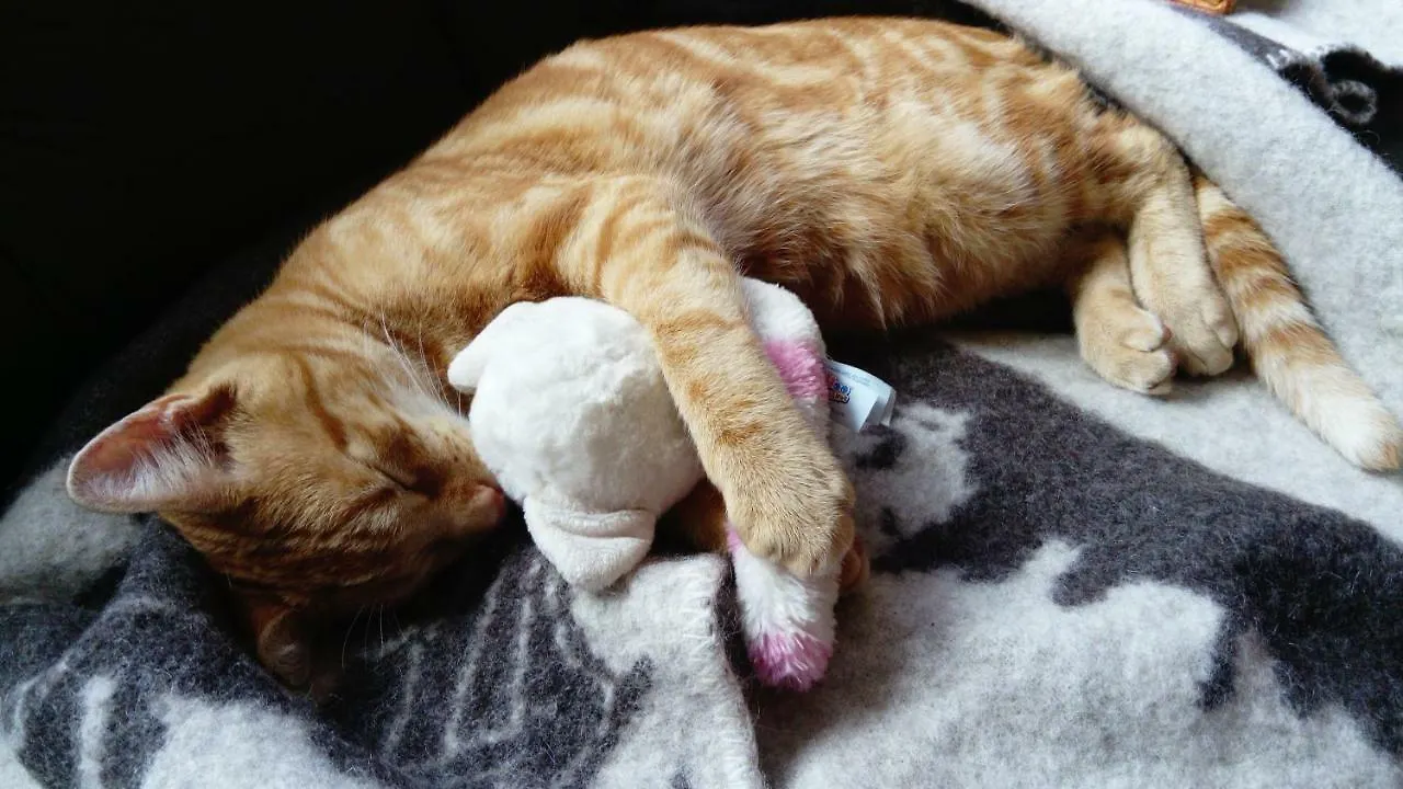 Le Paradis Des Animaux Coublevie 3*,